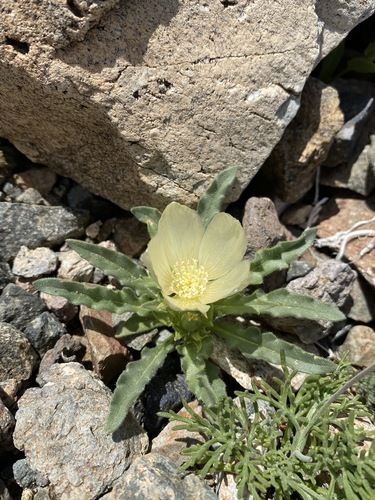 Threetooth blazingstar (Mentzelia tridentata)