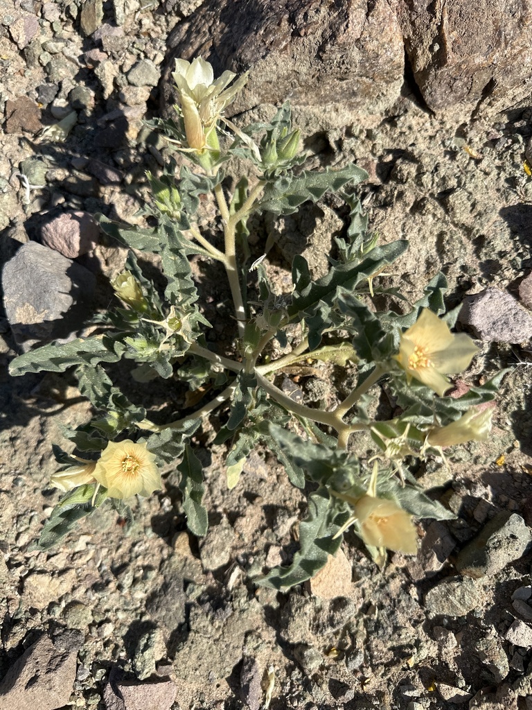 Threetooth blazingstar (Mentzelia tridentata)