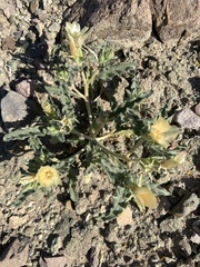 Threetooth blazingstar (Mentzelia tridentata)