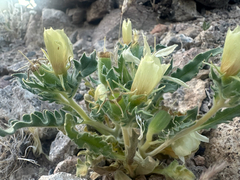 Threetooth blazingstar (Mentzelia tridentata)