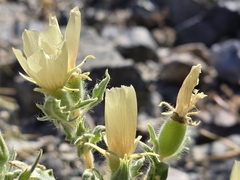 Threetooth blazingstar (Mentzelia tridentata)
