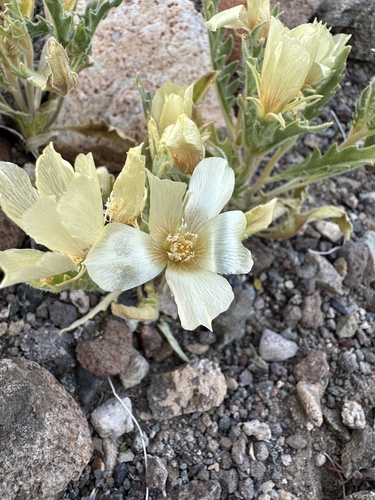 Threetooth blazingstar (Mentzelia tridentata)
