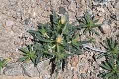 Threetooth blazingstar (Mentzelia tridentata)