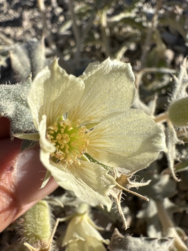 Threetooth blazingstar (Mentzelia tridentata)
