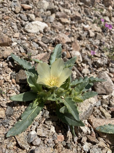 Threetooth blazingstar (Mentzelia tridentata)
