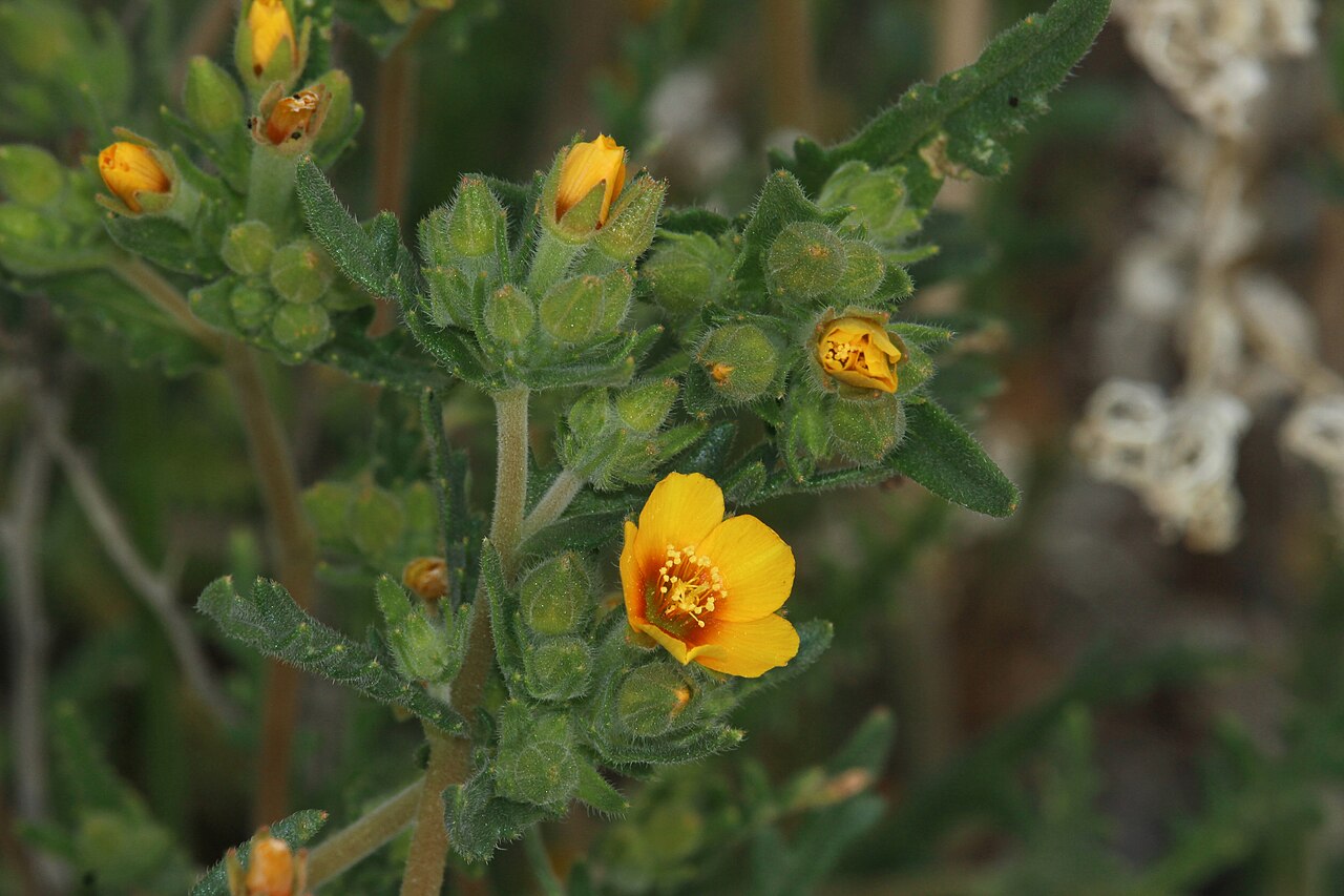 Veatch's blazingstar: Veatch's Blazingstar Identification by: Linda Edwards and Vern Benhart Viewpoint location: Arthur B. Ripley Desert Woodland State Park , Lancaster, California V