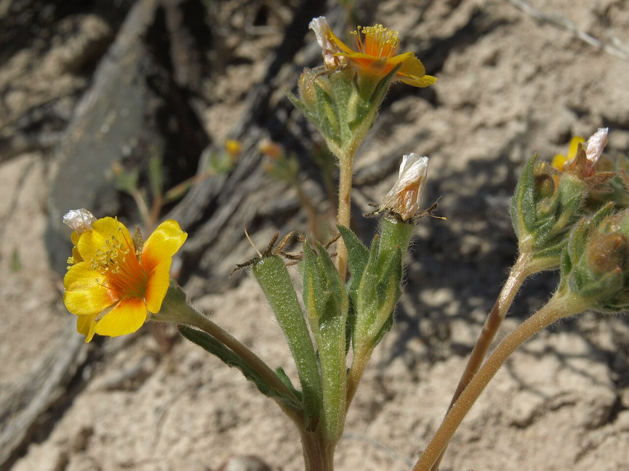 Veatch's blazingstar: copper blazing star, Mentzelia veatchiana, Pine Nut Mountains, elevation 1720 m