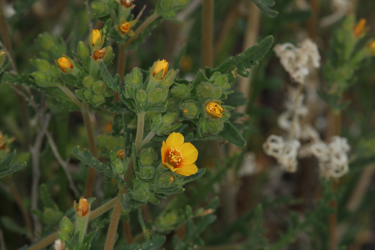 Veatch's blazingstar: Veatch's Blazingstar Identification by: Linda Edwards and Vern Benhart Viewpoint location: Arthur B. Ripley Desert Woodland State Park , Lancaster, California V