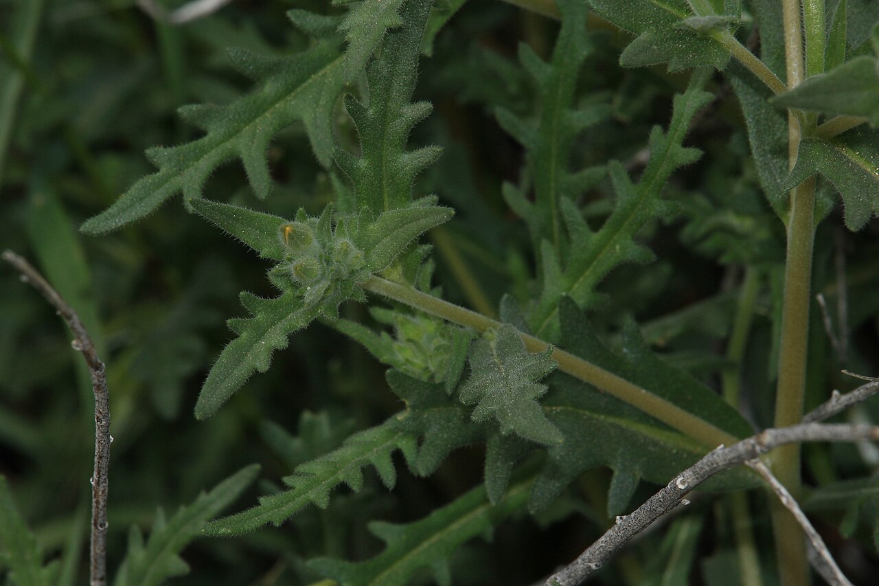 Veatch's blazingstar: Veatch's Blazingstar Identification by: Linda Edwards and Vern Benhart Viewpoint location: Arthur B. Ripley Desert Woodland State Park , Lancaster, California V