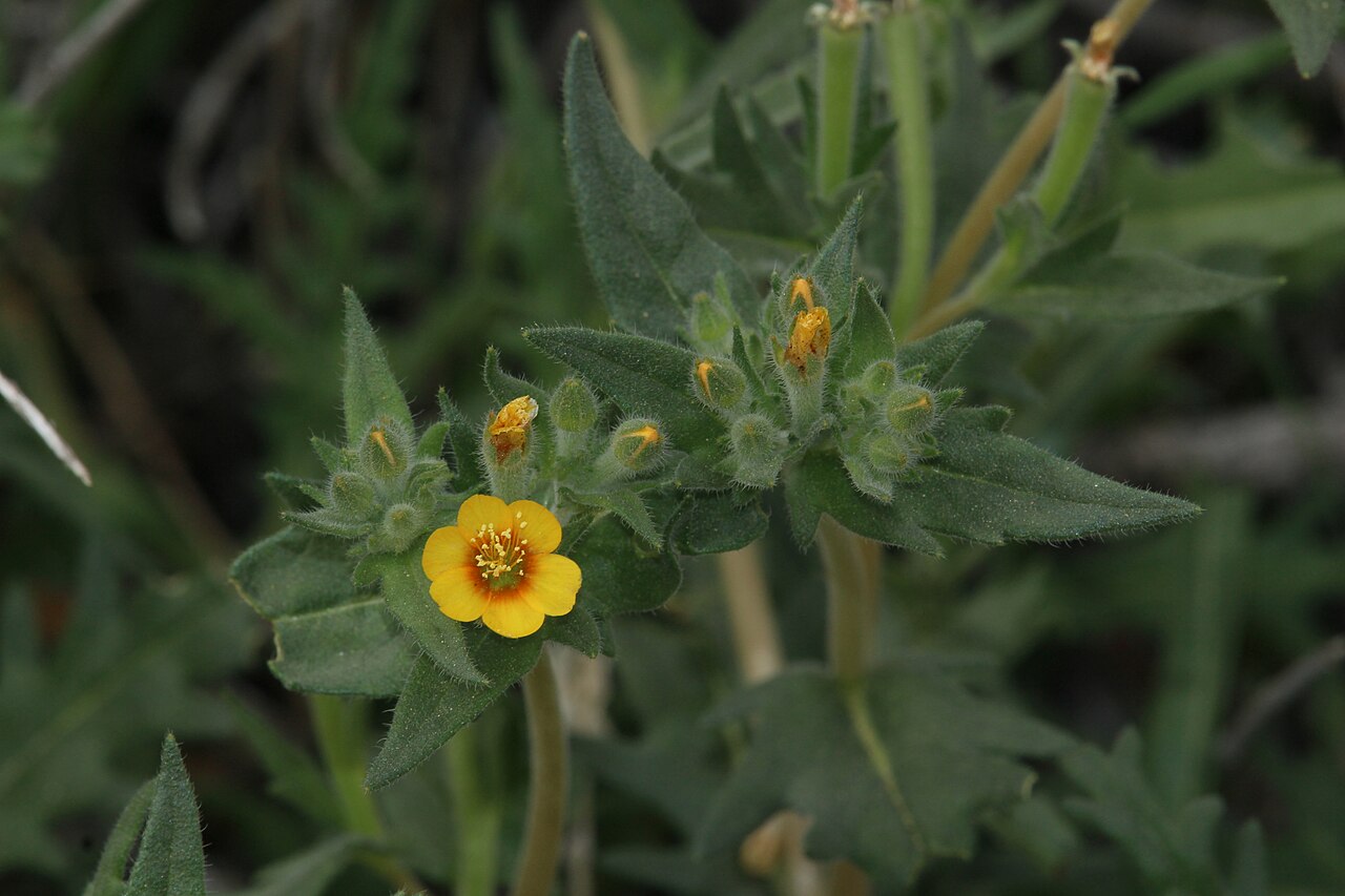 Veatch's blazingstar: Veatch's Blazingstar Identification by: Linda Edwards and Vern Benhart Viewpoint location: Arthur B. Ripley Desert Woodland State Park , Lancaster, California V