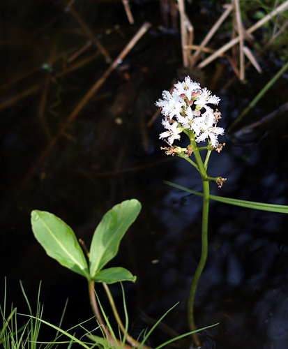 Buckbean (Menyanthes trifoliata)