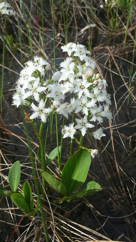Buckbean (Menyanthes trifoliata)