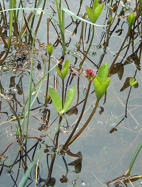 Buckbean: Menyanthes trifoliata - Flower buds in May in Kerava Finland
