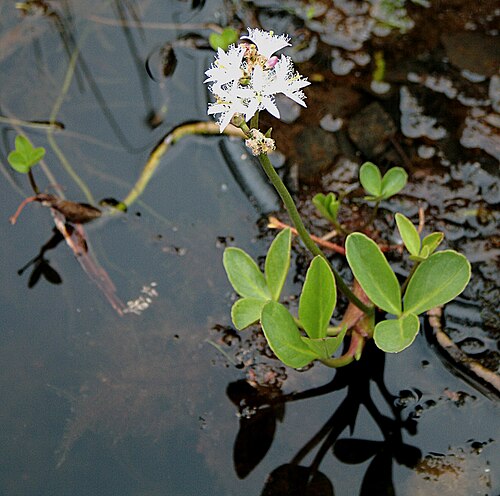 Buckbean: Ísland , Akureyri Botanical Gardens (Gartenecke 'Flora Islandica'): Fieberklee_