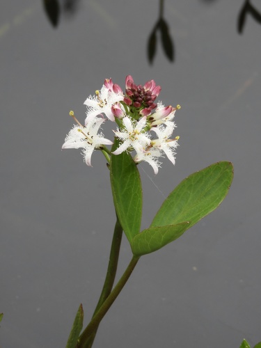 Buckbean (Menyanthes trifoliata)