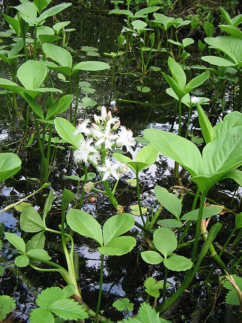 Buckbean: Menyanthes trifoliata in my pond