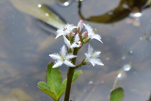 Buckbean (Menyanthes trifoliata)