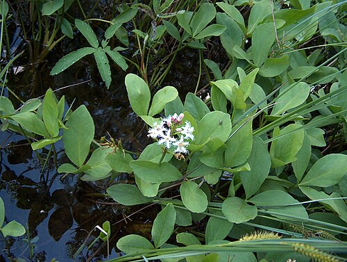 Buckbean: Buckbean/Bogbean ( Menyanthes trifoliata var. trifoliata ) - Kerava, Finland
