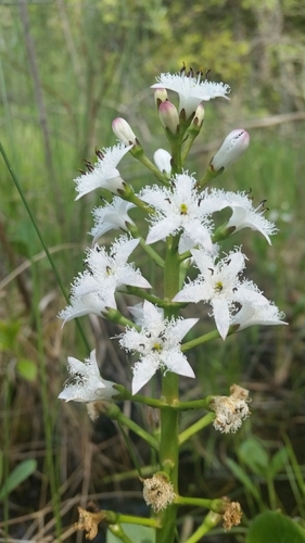 Buckbean (Menyanthes trifoliata)