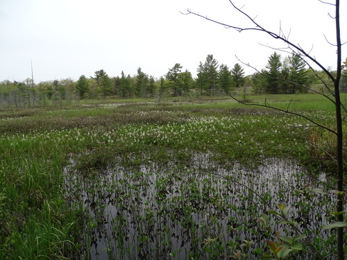 Buckbean (Menyanthes trifoliata)