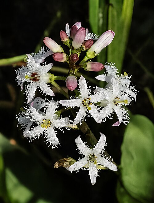 Buckbean: Menyanthes trifoliata - Inflorescence.