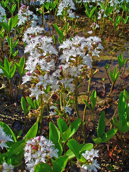 Buckbean: Menyanthes trifoliata var. trifoliata , Menyanthaceae, Bog-bean, Buckbean, habitus; Botanical Garden KIT, Karlsruhe, Germany.