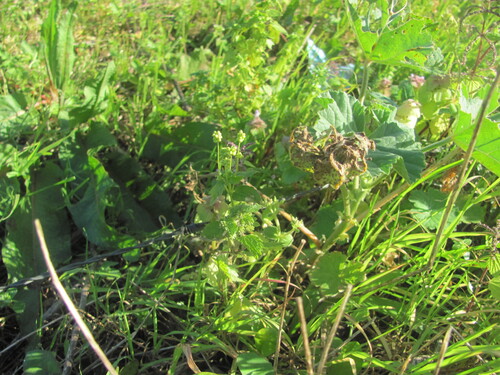Annual mercury (Mercurialis annua)