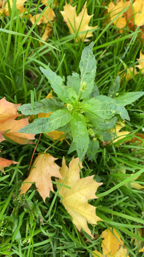 Annual mercury