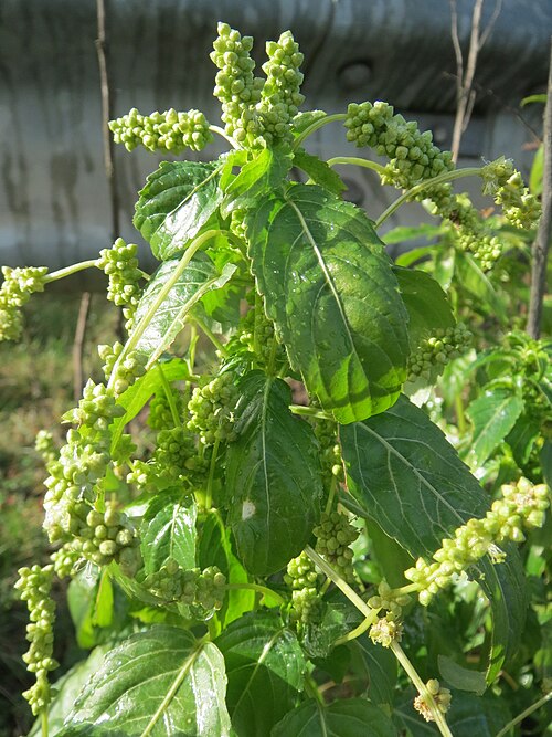 Annual mercury: Einjähriges Bingelkraut ( Mercurialis annua ) bei Reilingen