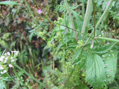 Annual mercury (Mercurialis annua)