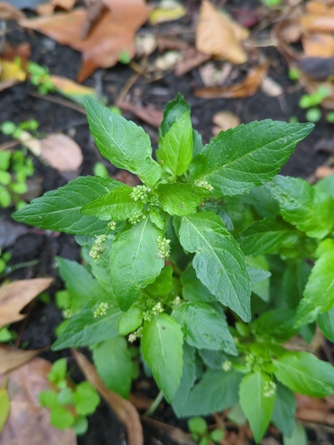 Annual mercury (Mercurialis annua)