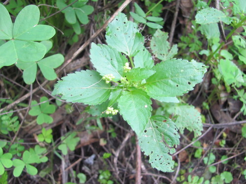 Annual mercury (Mercurialis annua)