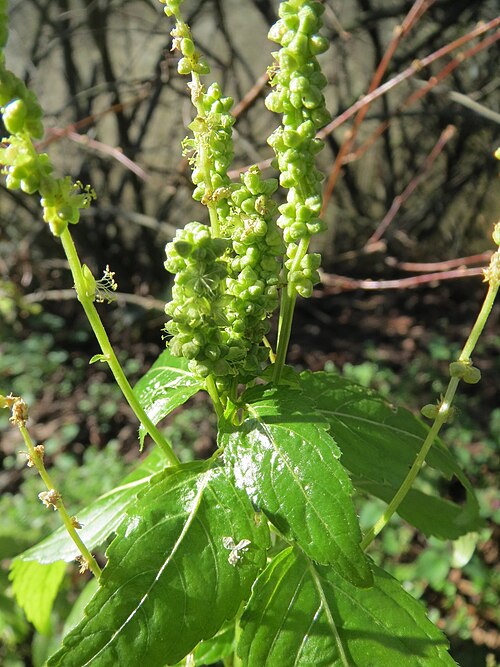 Annual mercury: Einjähriges Bingelkraut ( Mercurialis annua ) in Hockenheim
