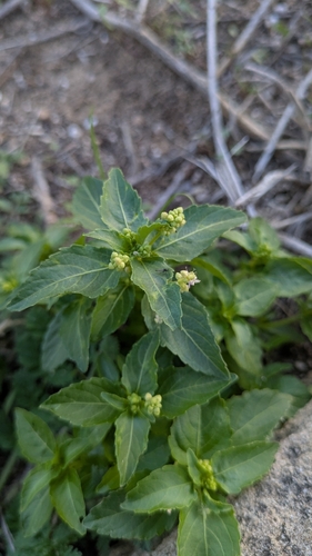 Annual mercury (Mercurialis annua)