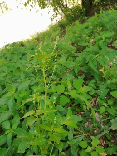 Annual mercury (Mercurialis annua)