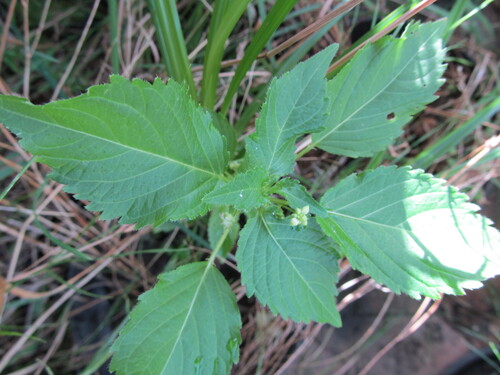 Annual mercury (Mercurialis annua)