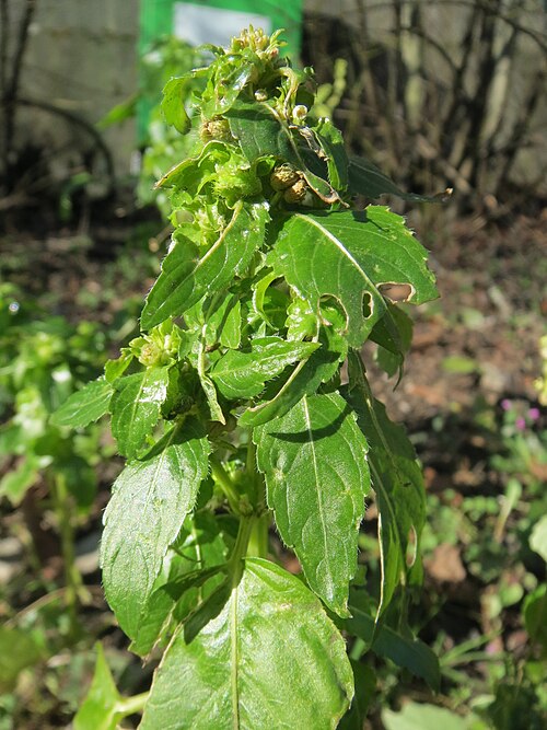 Annual mercury: Einjähriges Bingelkraut ( Mercurialis annua ) in Hockenheim