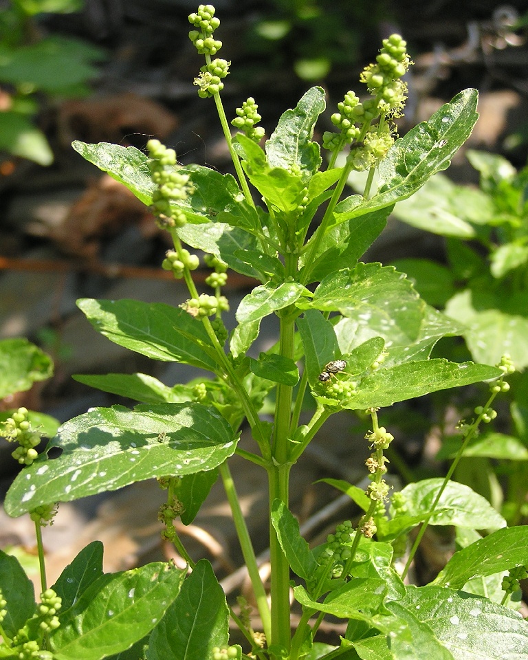 Annual mercury: Mercurialis annua , männliche Pflanze, aufgenommen in den Weinbergen über Mayschoß (Ahrtal, Deutschland).
