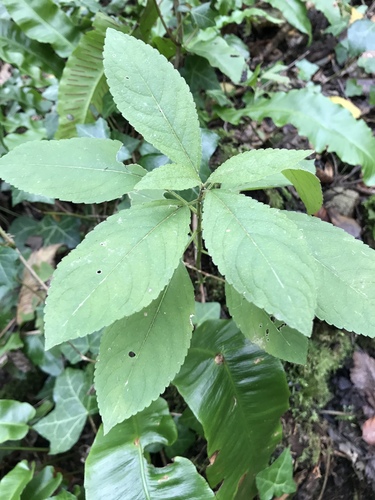 Dog's mercury (Mercurialis perennis)
