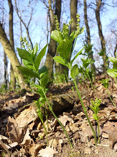 Dog's mercury: Habitus (♂ plant) Taxonym: Mercurialis perennis ss Fischer et al. EfÖLS 2008 ISBN 978-3-85474-187-9 Location: Haberg in between Oberrußbach und Wischathal, dist