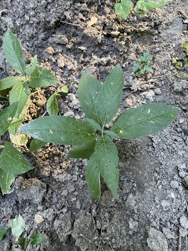 Dog's mercury (Mercurialis perennis)