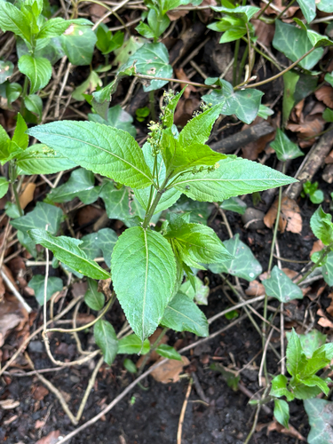 Dog's mercury (Mercurialis perennis)