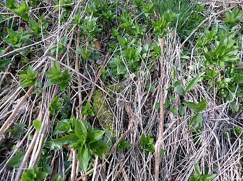 Dog's mercury: Dog's Mercury in early spring at Loch Libo, Scottish Wildlife Trust nature reserve. East Renfrewshire, Scotland.