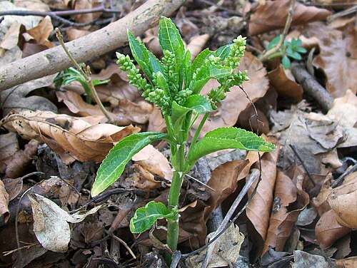 Dog's mercury: Dog's Mercury ( Mercurialis perennis ). Seen on 17 March 2010 in Claypithills Spring, Great Ashby, Hertfordshire.