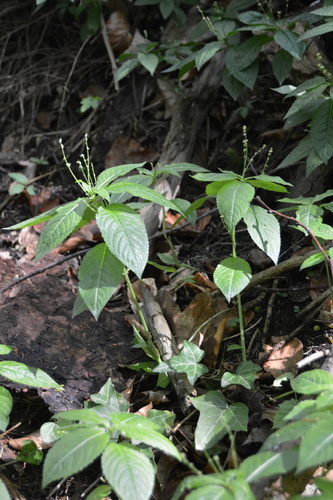 Dog's mercury