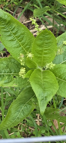 Dog's mercury (Mercurialis perennis)