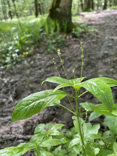 Dog's mercury (Mercurialis perennis)