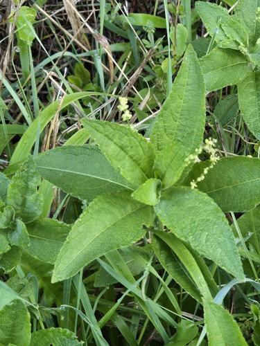 Dog's mercury (Mercurialis perennis)