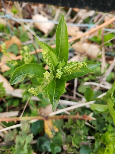 Dog's mercury (Mercurialis perennis)