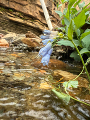 Tall fringed bluebells (Mertensia ciliata)